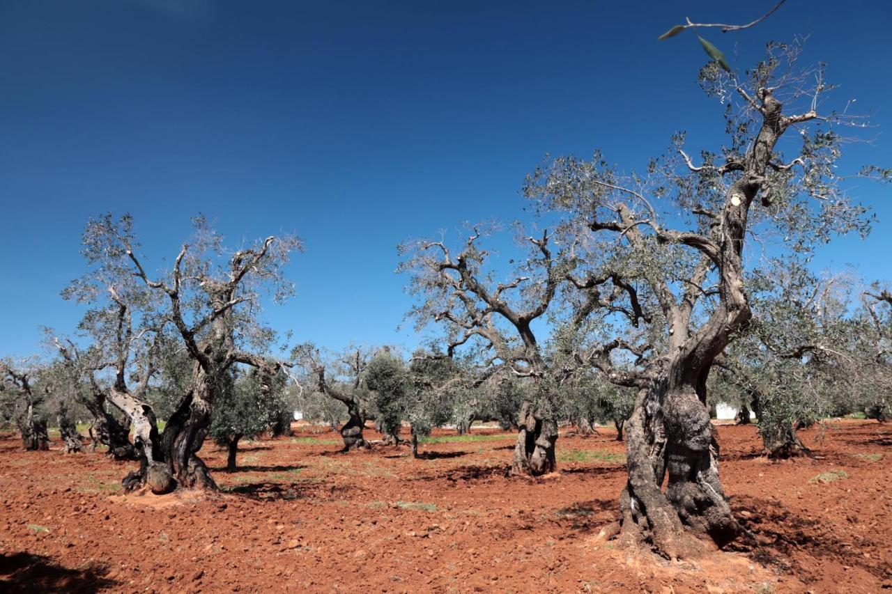 Masseria Conca D'Oro Ostuni Ngoại thất bức ảnh