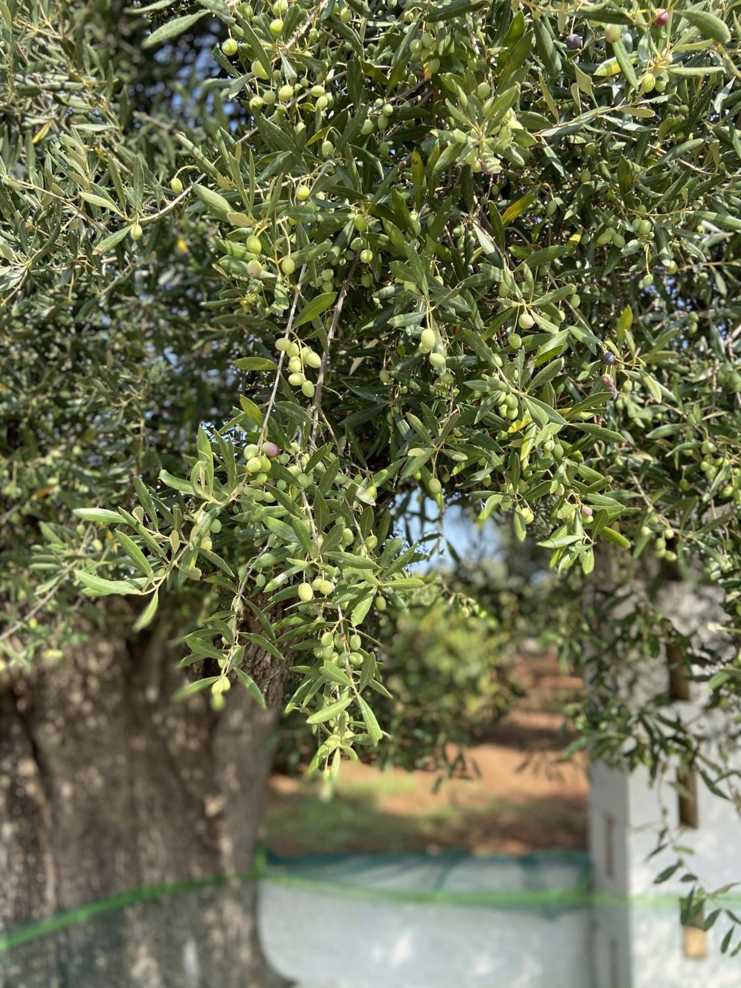Masseria Conca D'Oro Ostuni Ngoại thất bức ảnh